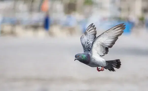 CONTROL DE AVES